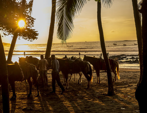 Horses at Sunset_DSC3619 copy