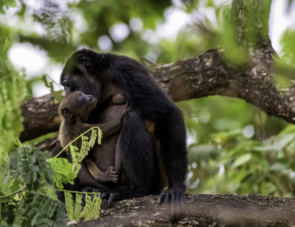 Mama and Baby 2000_DSC5343-3 copy